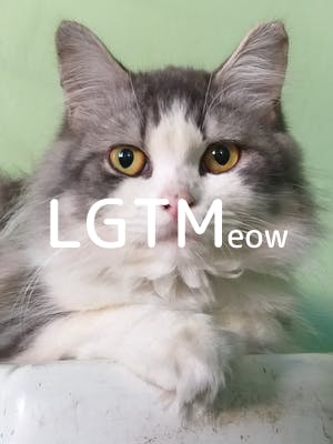 lgtm-cat-image