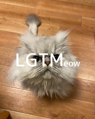 lgtm-cat-image